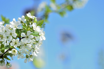 Flowers on plum tree branches close-up on a sunny spring day. Natural background