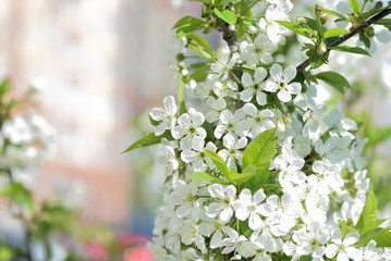 Flowers on plum tree branches close-up on a sunny spring day. Natural background
