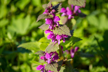 Flowering plant Lamium maculatum (spotted dead-nettle, spotted henbit, purple dragon) with magenta flowers
