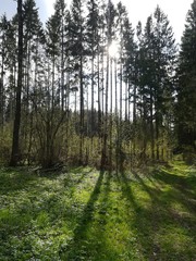 path in the forest
