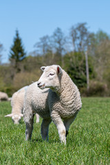 Obraz premium Newborn lambs grazing in a meadow