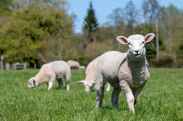 Obraz na płótnie Canvas Newborn lambs grazing in a meadow