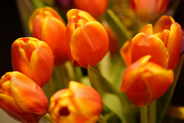 red and yellow tulips