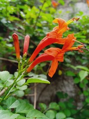 red and yellow flower