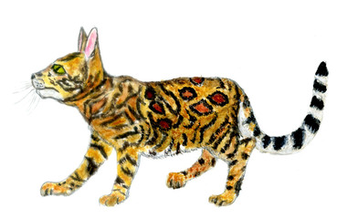 Rare wild tropic cat