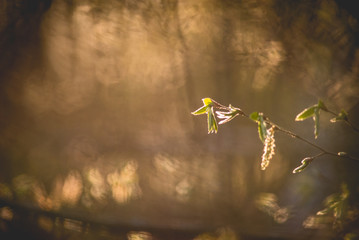 Gałązka z bliska © Iwona
