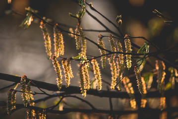 roślina z bliska © Iwona