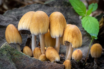 Mushroom Coprinellus micaceus commonly known as Shiny cap