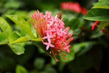 flower is beautiful...that means love