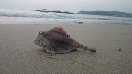 dead sea shell on the beach