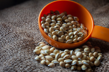 View of lima beans (also known as avara kottai in tamil language).