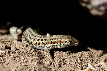 cute lizard in nature close-up