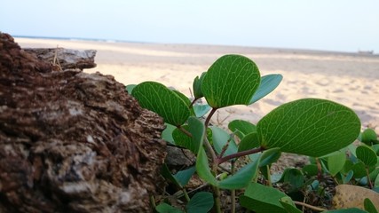 cactus on the beach