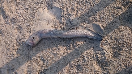 fish in the sand