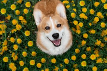 Happy corgi dog sitting in dandelions in the grass smiling in spring