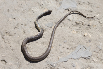 Snake with open jaws krupnom plan looks at camera and crawls. Viper and in the courtyard, the concept of catching snakes
