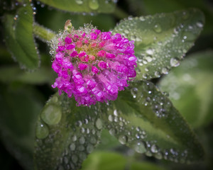 Water Drops Glisten on Red Clover. Copy Space