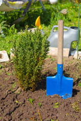 A small shovel stands in the ground next to the bush.