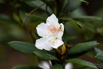 Obraz premium Petal of blooming plant in spring