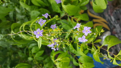 wild flowers in the forest