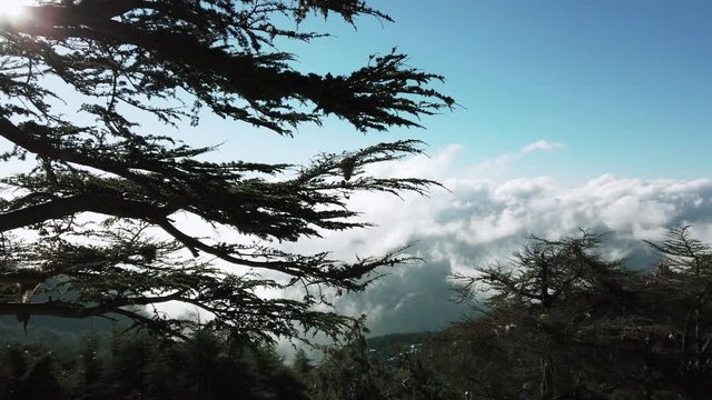 Cedrus trees and beautiful nature in sunny day, atlas maountins in chrea/algeria