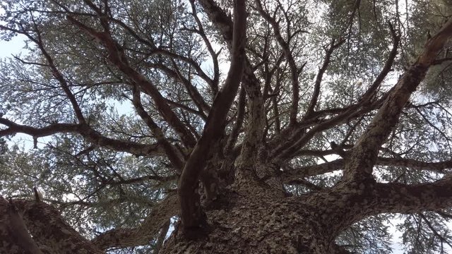 Looking up in Big cedrus tree in forest,B-roll shot,View from below, in chrea/algeria