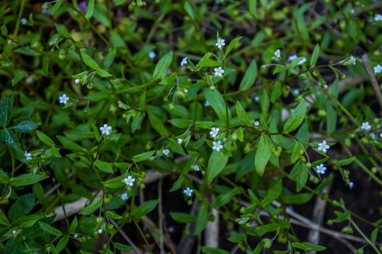 Navelwort or omphalodes linifolia blue flowers in spring garden.