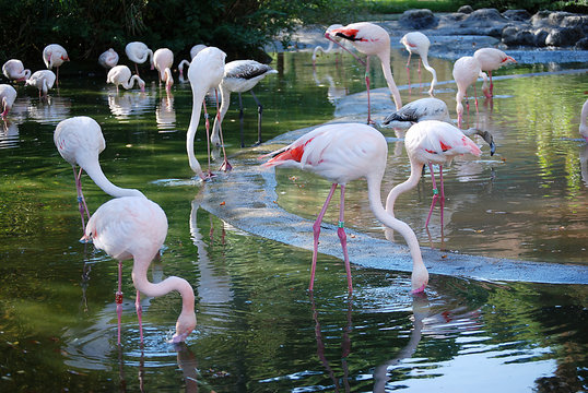 Ein rosa Flamingo mit seinem Spiegelbild im Wasser