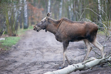 łoś w lesie