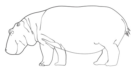 Hand drawn Hippo line art, vector illustration