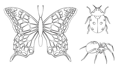 Hand drawn Insects line art, vector illustrations isolated