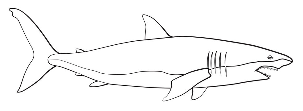 White shark hand drawn line art, vector illustration
