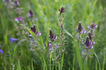 Blue wildflowers on a background of green grass. Natural background