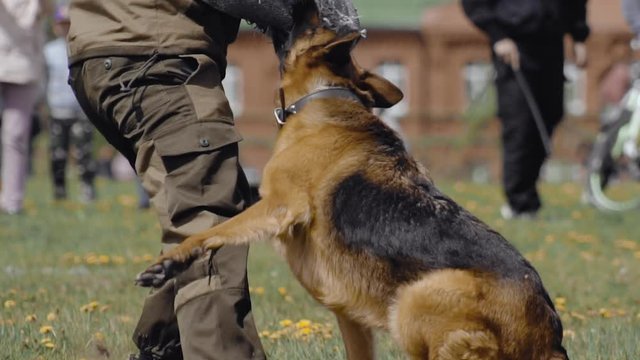 Cynologist Shepherd dog bites and clings to the criminal's hand during training show. Special forces demonstration. Army performance outdoor. Military dog follow police officer's commands