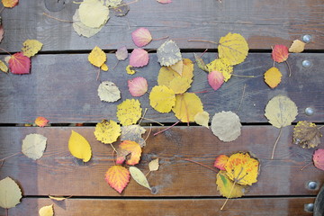 Beautiful colorful leaves on wooden boards. Russia.
