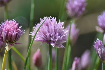 Blühender Schnittlauch (Allium schoenoprasum)