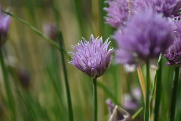 Blühender Schnittlauch (Allium schoenoprasum)