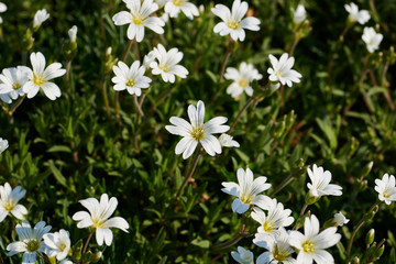 White wild flowers macro image.