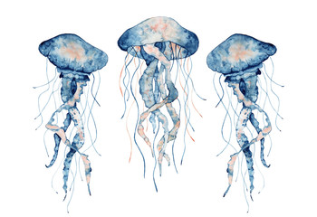 Jellyfish watercolor illustration. Painted medusa isolated on white background, underwater wildlife. © EvgeniiasArt