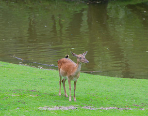 Sikahirsche oder Dybowskihirsch auf einer Grünen Wiese im Wald