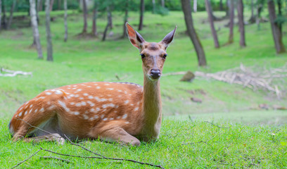Sikahirsche oder Dybowskihirsch auf einer Grünen Wiese im Wald