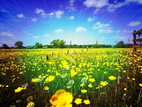 Yellow Flowers On Field Against Blue Sky