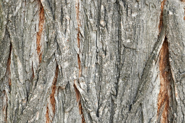 Tree bark texture, old rough wood pattern.