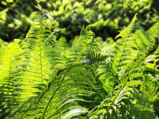 green fern leaves