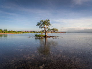 Beautifull mangrove tree in low tide beach at Ai Lemak Beach, Sumbawa, Indonesia