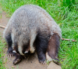 Waschbär in freier Wildbahn