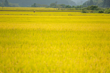 Fototapeta premium 日本の田園風景