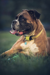 boxer dog in the park