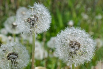 Three white fluffy dandelion on green grass, nature background.