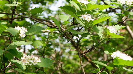Fototapeta na wymiar white spring flowers